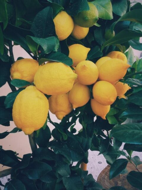 The uses of lemon