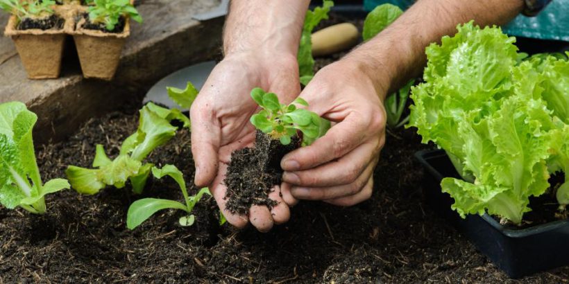 7 Reasons To Grow Your Own Organic Vegetable Garden