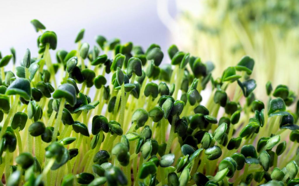 5 Surprising Micro-green Nutritional Facts