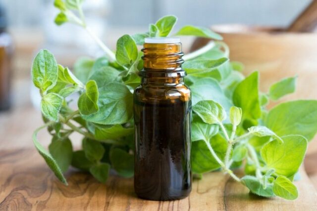 Benefits and Uses of Oregano Oil