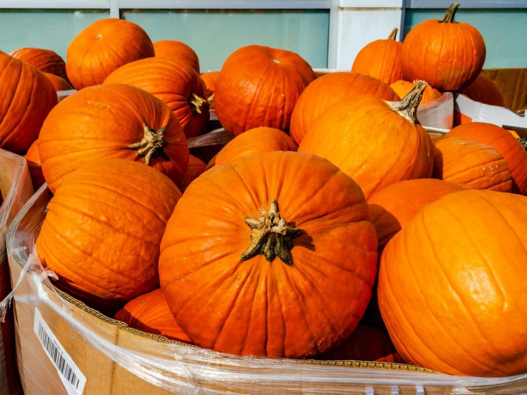 5 Amazing Health Benefits Of Pumpkin