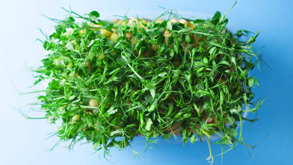 5 Surprising Micro-green Nutritional Facts