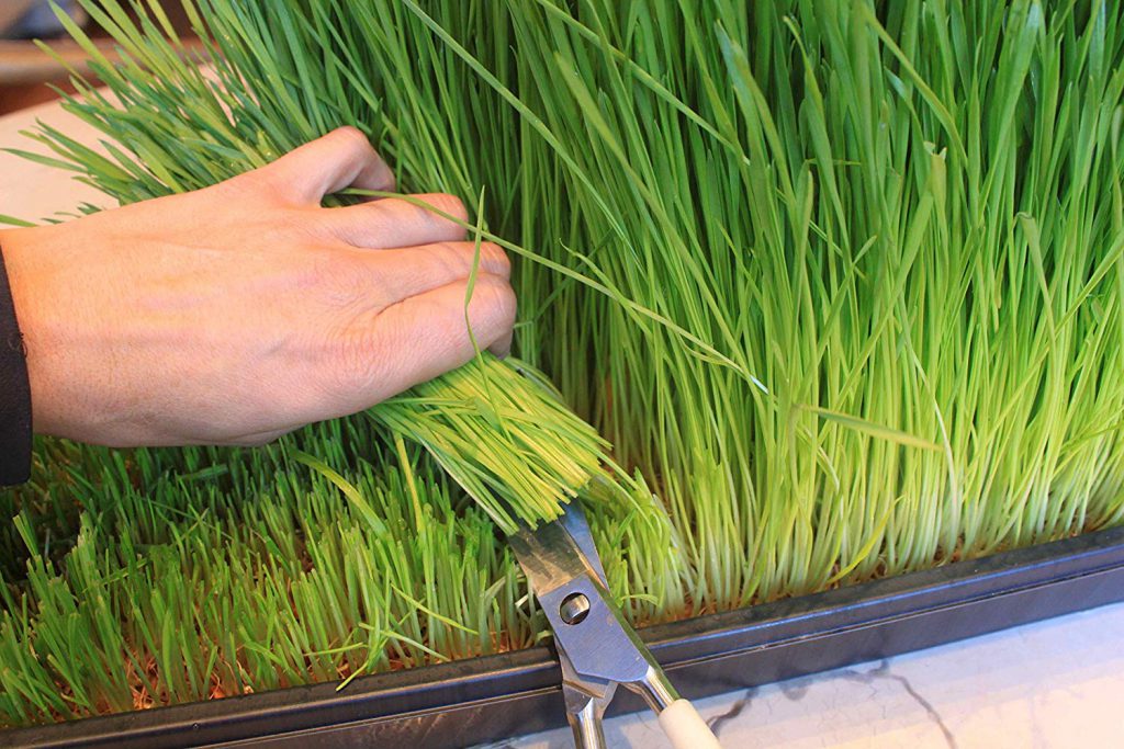 10 Reasons You should Eat Wheatgrass
