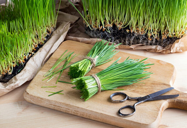 10 Reasons You should Eat Wheatgrass