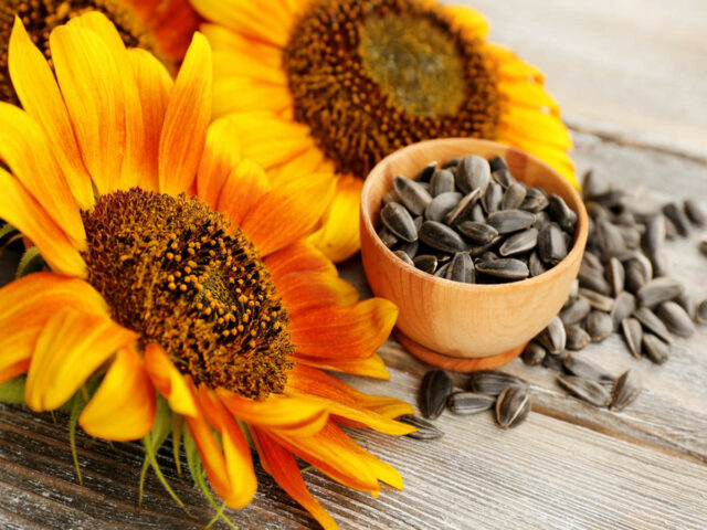 Sunflower Seeds Best Food For eye health And Eyesight