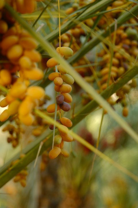 Clusters of ripe dates hanging from a date palm
