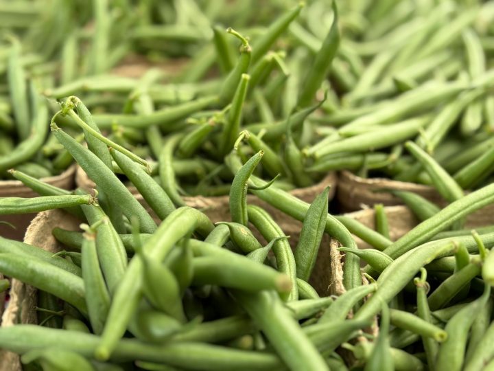 Fresh green beans in cardboard containers
