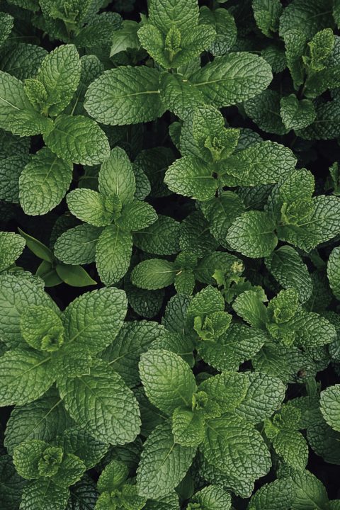 A dense cluster of fresh green mint leaves